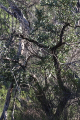 Santalum spicatum, photograph (c) Hugo Innes, some rights reserved (CC BY)