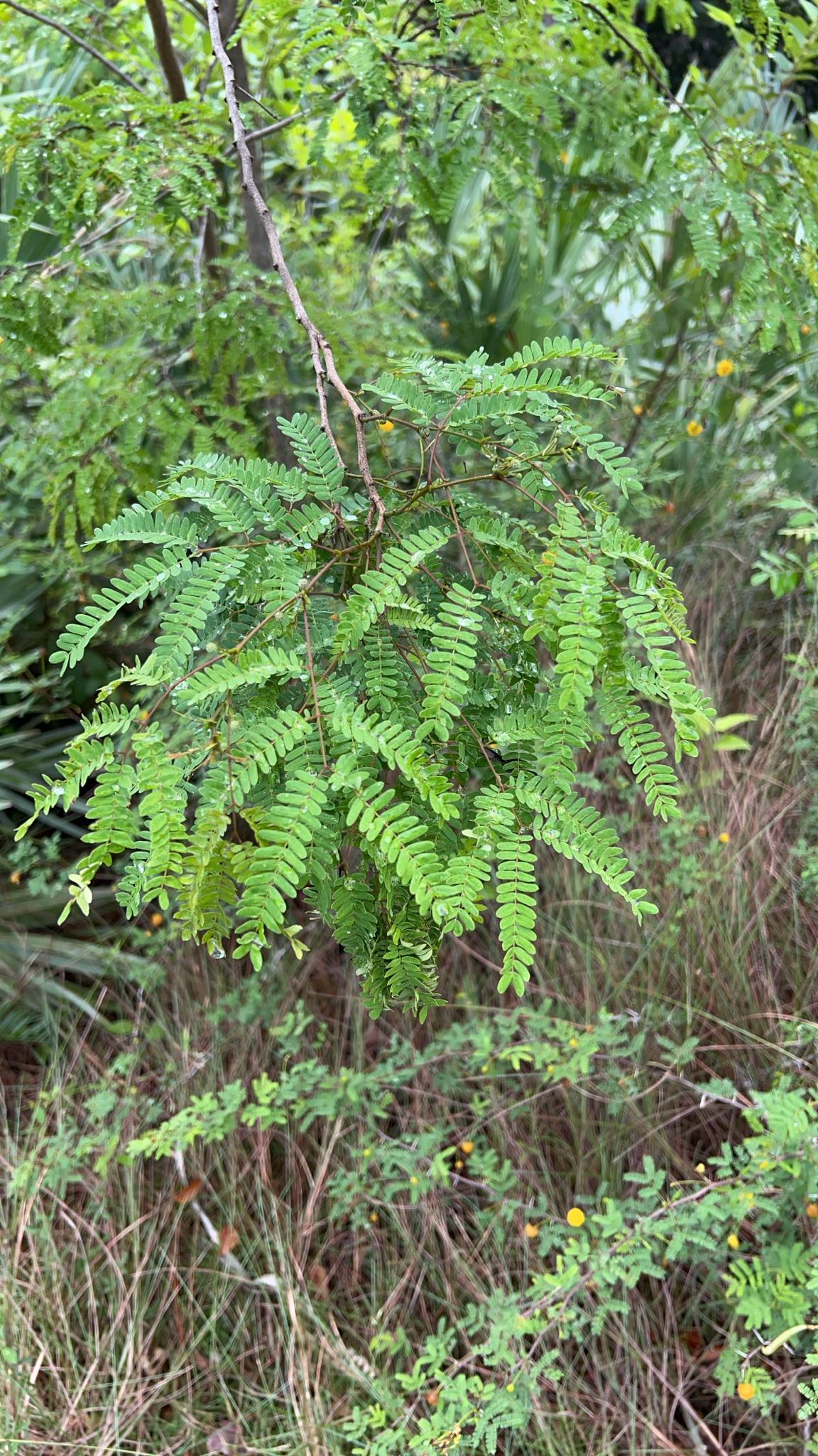 Wild Tamarind (Lysiloma latisiliquum)