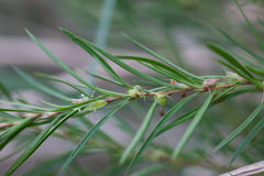 Cliffortia strobilifera