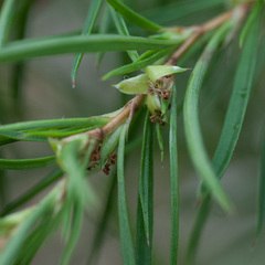 Cliffortia strobilifera