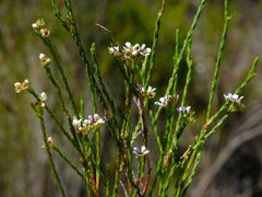 Diosma pilosa