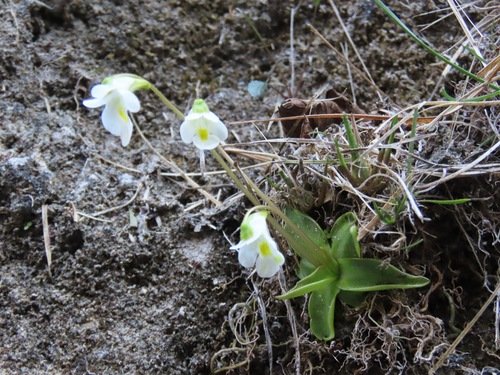 Alpine Butterwort (Pinguicula alpina)