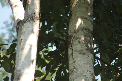 Magpie Tanager (Cissopis leverianus), photo 3