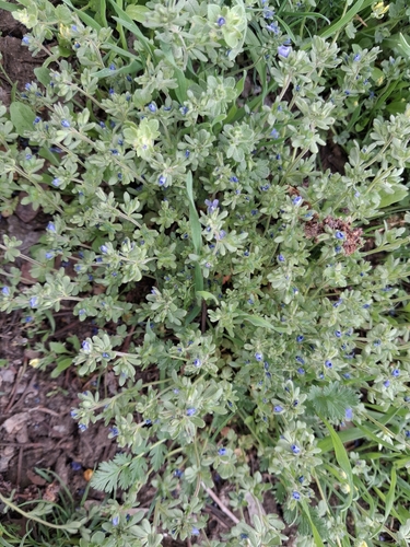 Fingered Speedwell (Veronica triphyllos)