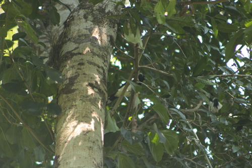 Magpie Tanager (Cissopis leverianus), photo 4