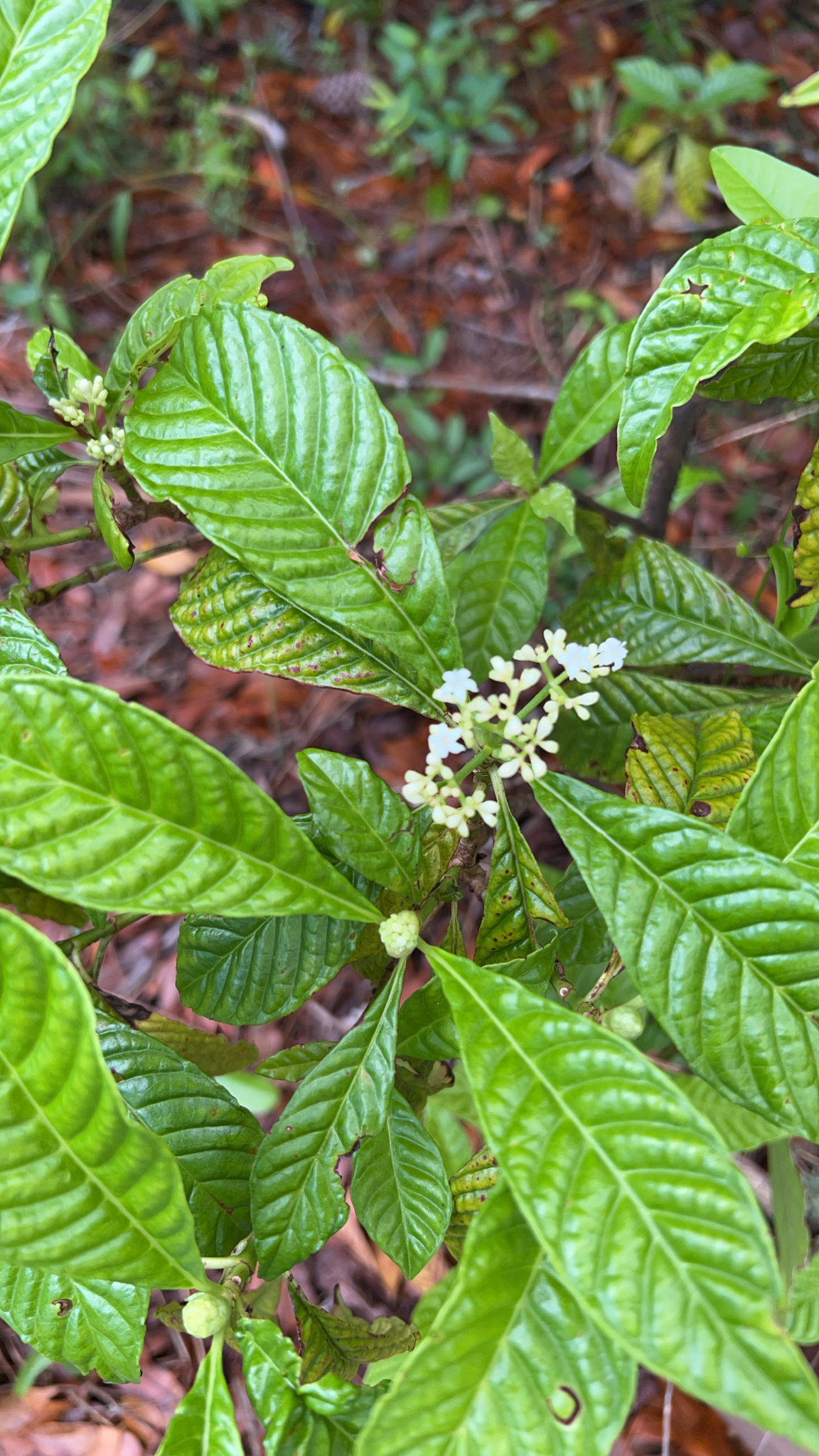 Bastard Cankerberry (Psychotria nervosa)