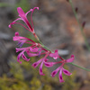 Autumn Reedpipe - Photo (c) Carina Lochner, some rights reserved (CC BY-NC), uploaded by Carina Lochner