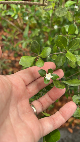 White Indigoberry (Randia aculeata)