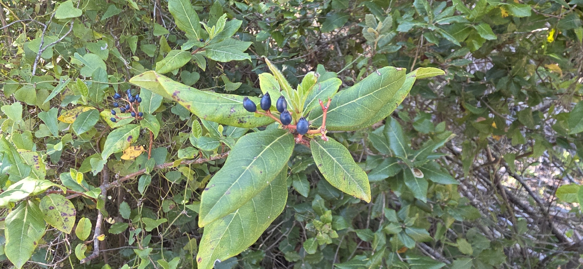Laurustinus Viburnum (Viburnum tinus)