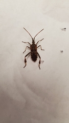 Leptoglossus clypealis