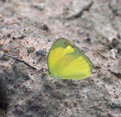 Eurema hecabe hecabe