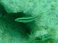 Stethojulis interrupta