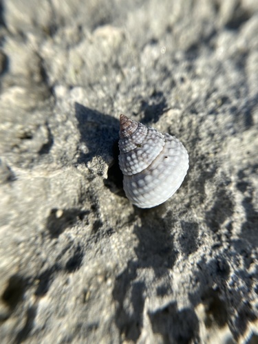 Cenchritis muricatus