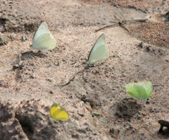 Eurema hecabe hecabe