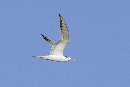 iNaturalist image