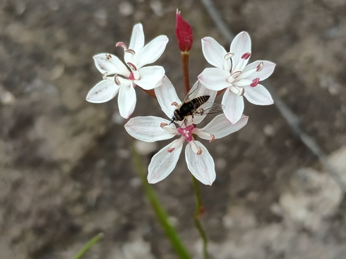 Milkmaids (Burchardia umbellata)