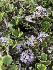 Ceanothus decornutus