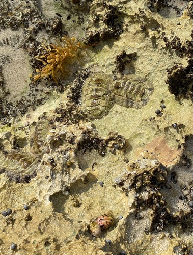 Acanthopleura granulata