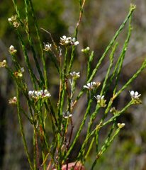 Diosma pilosa