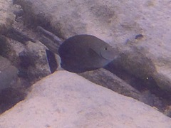 Acanthurus grammoptilus