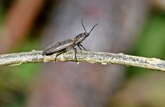 Actenicerus siaelandicus