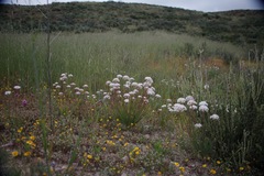 Allium haematochiton