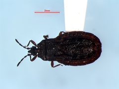 Aneurus inconstans