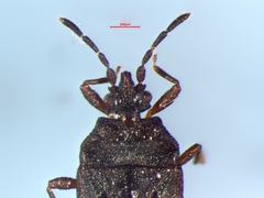 Aneurus inconstans