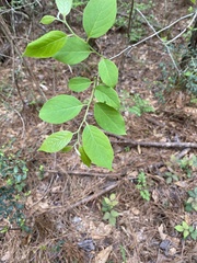 Styracaceae