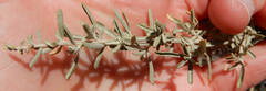 Ceroplastes irregularis