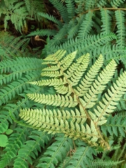 Polystichum pungens