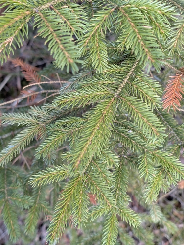 Red Spruce (Picea rubens)