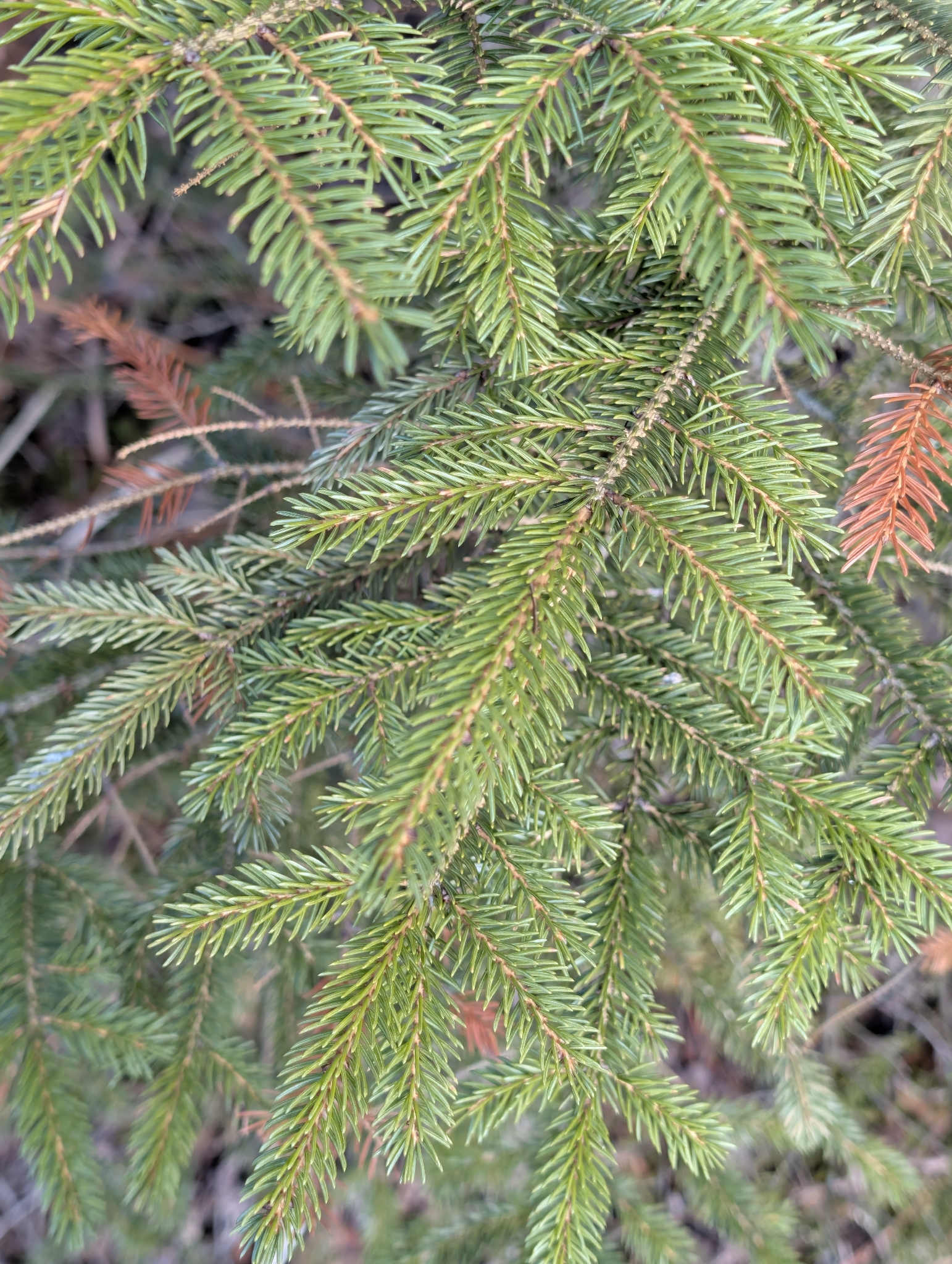 Red Spruce (Picea rubens)