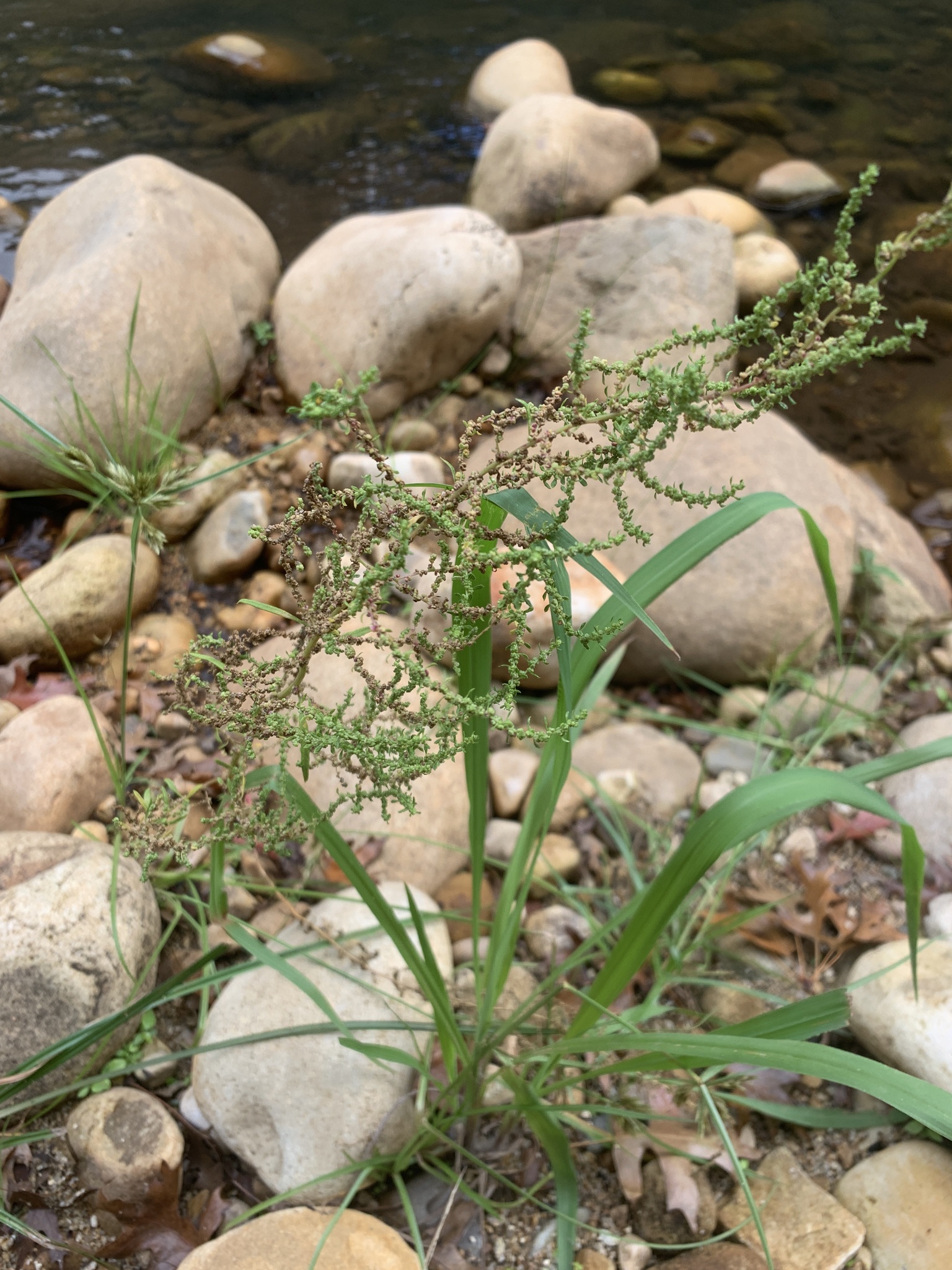 Goosefoot (Dysphania ambrosioides)