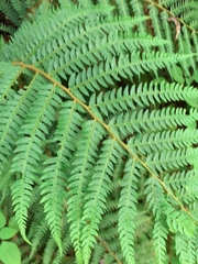 Polystichum pungens