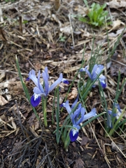 Iris reticulata