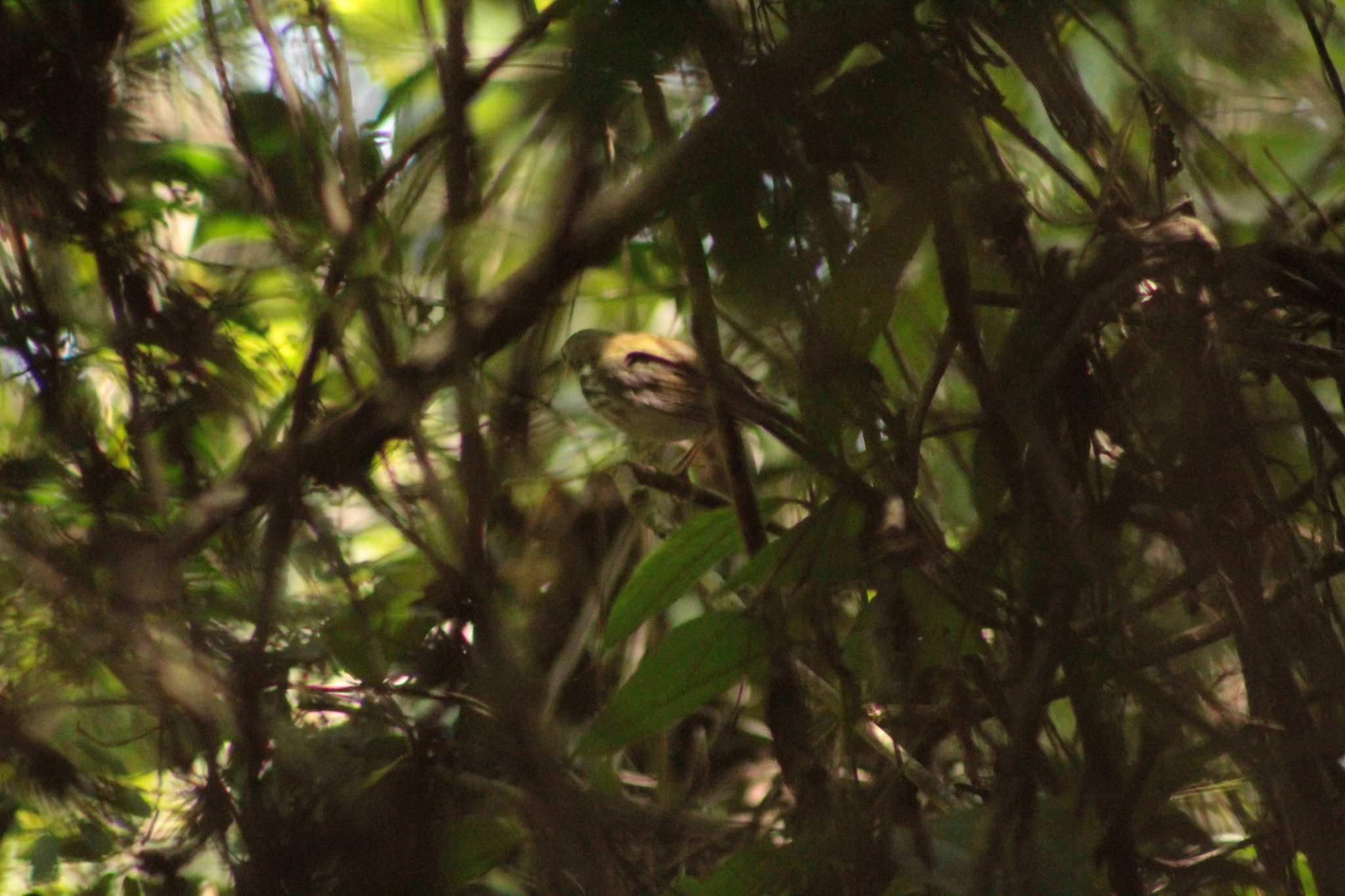Southern Antpipit (Corythopis delalandi), photo 2