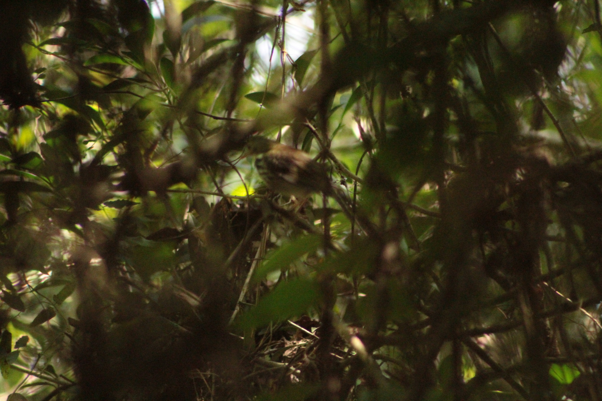 Southern Antpipit (Corythopis delalandi), photo 3