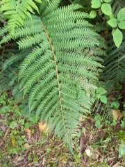 Polystichum pungens