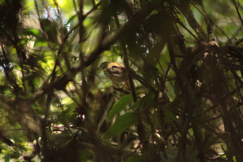 Southern Antpipit (Corythopis delalandi)
