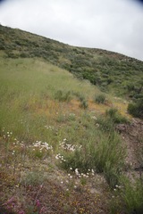 Allium haematochiton