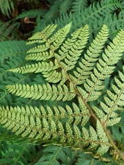 Polystichum pungens