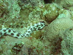 Myrichthys maculosus