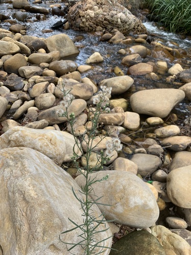 Flax-leaved Horseweed (Erigeron bonariensis)