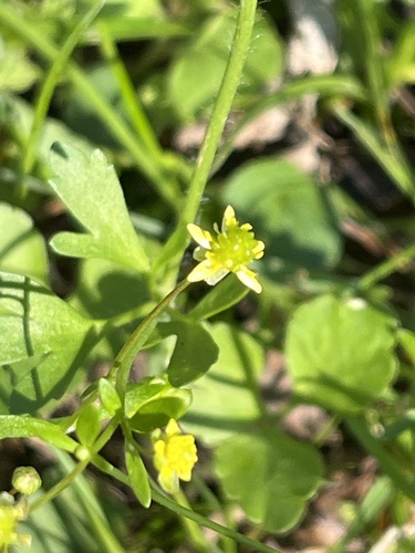 rock buttercup (Ranunculus micranthus)