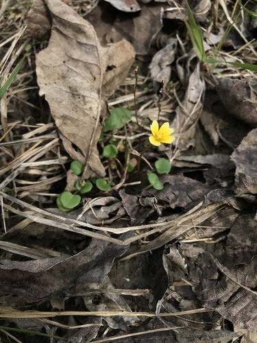 golden gladecress (Leavenworthia aurea)