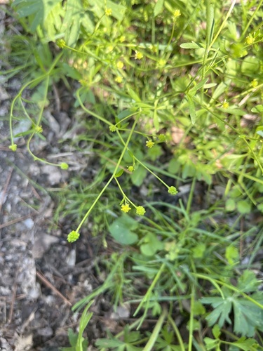 Ranunculus micranthus, photograph 3