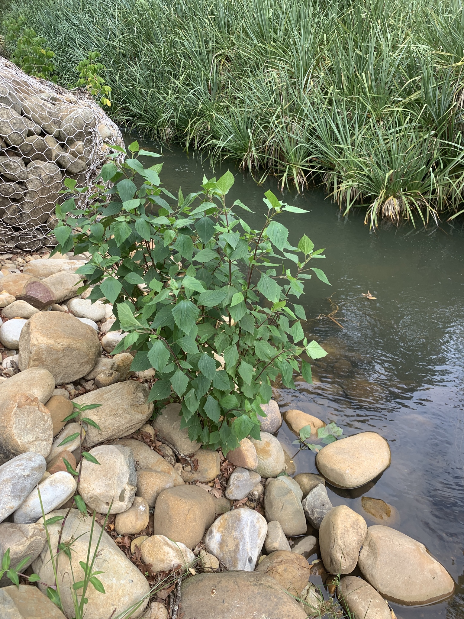 Sticky Snakeroot (Ageratina adenophora)