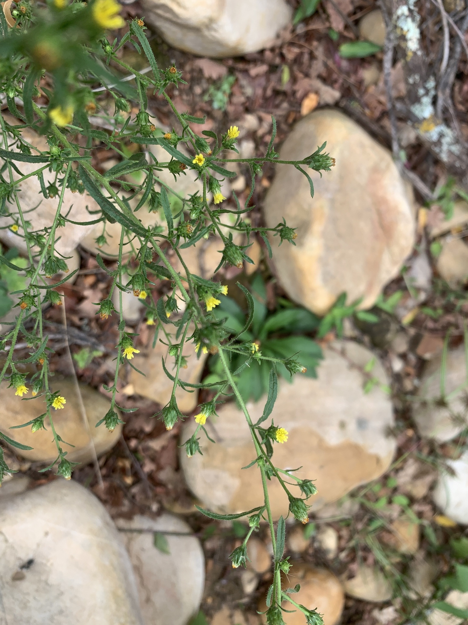 Stinkwort (Dittrichia graveolens)