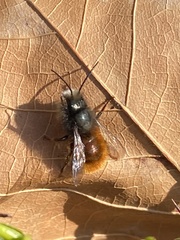 Osmia cornuta